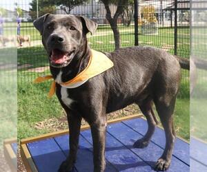 American Staffordshire Terrier-Unknown Mix Dogs for adoption in San Antonio, TX, USA