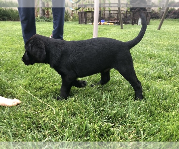 Medium Photo #1 Labrador Retriever Puppy For Sale in RIPON, CA, USA