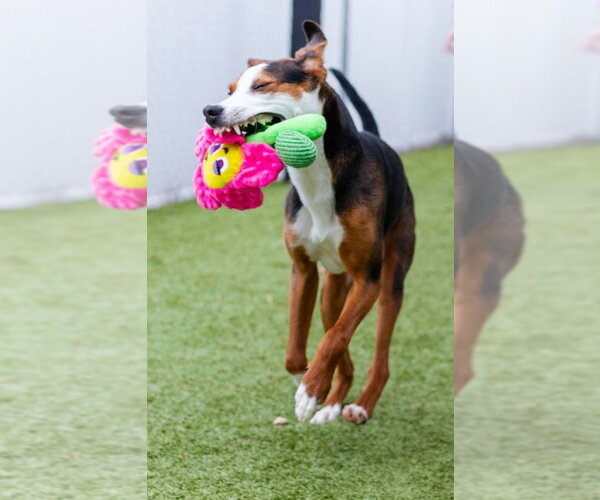 Medium Photo #3 Mutt Puppy For Sale in Canton, CT, USA