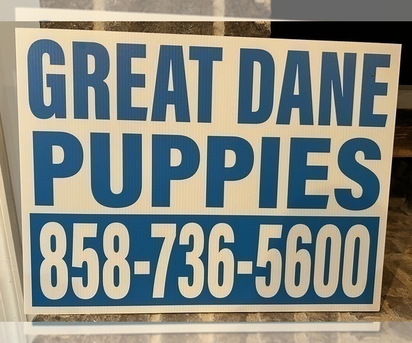 Medium Photo #7 Great Dane Puppy For Sale in CLANTON, AL, USA