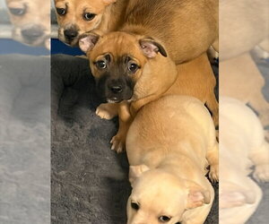 Chihuahua-Unknown Mix Dogs for adoption in Stockton, CA, USA