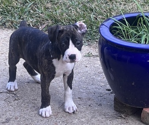 Boxer Puppy for sale in FLORENCE, MS, USA