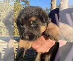 Small Photo #2 German Shepherd Dog Puppy For Sale in COLUMBIA, SC, USA
