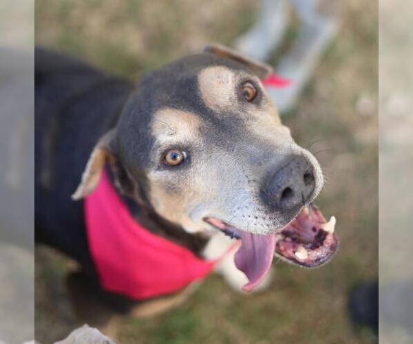 Medium Photo #1 American Staffordshire Terrier Puppy For Sale in San Antonio, TX, USA