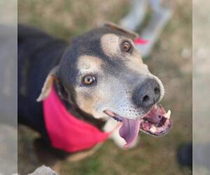 American Staffordshire Terrier Dogs for adoption in San Antonio, TX, USA