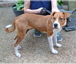 Small #1 Mutt