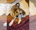 Small #1 Mutt