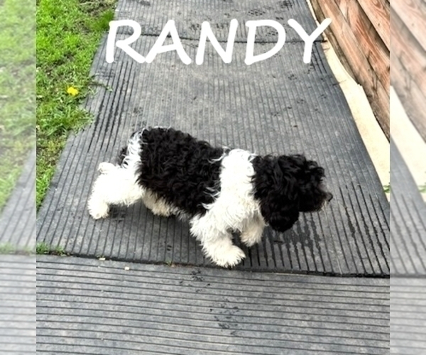 Medium Photo #3 Cockapoo Puppy For Sale in HARTLAND, MN, USA