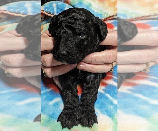 Medium Photo #1 Poodle (Miniature) Puppy For Sale in LEBANON, OR, USA