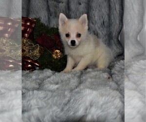 Pomeranian-Pomsky Mix Puppy for sale in BARNESVILLE, KS, USA