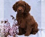Small Photo #3 Cock-A-Poo-Poodle (Miniature) Mix Puppy For Sale in MILLERSBURG, PA, USA