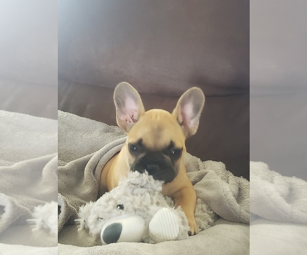 Medium Photo #2 French Bulldog Puppy For Sale in TAYLORSVILLE, KY, USA