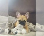 Small Photo #2 French Bulldog Puppy For Sale in TAYLORSVILLE, KY, USA
