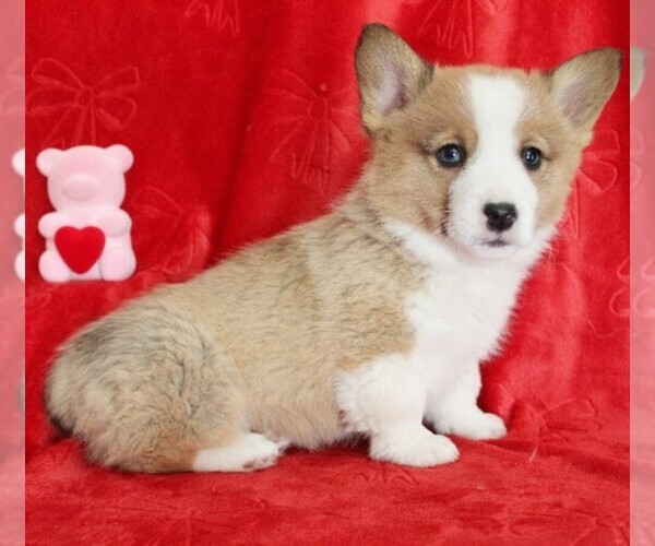Medium Photo #4 Pembroke Welsh Corgi Puppy For Sale in COATESVILLE, PA, USA