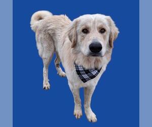 Great Pyrenees-Unknown Mix Dogs for adoption in Bakersfield, CA, USA