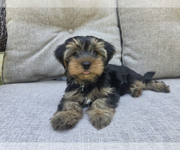 Medium Photo #11 Yorkshire Terrier Puppy For Sale in RHOADESVILLE, VA, USA