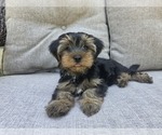 Small #10 Yorkshire Terrier