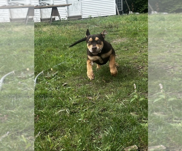 Medium Photo #4 American Bully Puppy For Sale in BROCKTON, MA, USA