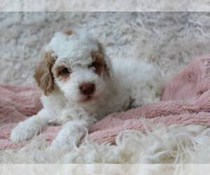 Poodle (Miniature) Puppy for Sale in MOUNT DORA, Florida USA