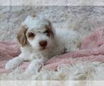 Small Photo #1 Poodle (Miniature) Puppy For Sale in MOUNT DORA, FL, USA