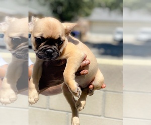 French Bulldog Puppy for sale in SAN BERNARDINO, CA, USA