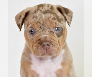 American Bully Puppy for sale in DE LEON SPRINGS, FL, USA