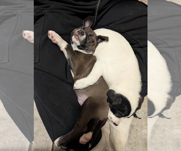 Medium Photo #10 American Pit Bull Terrier-Unknown Mix Puppy For Sale in Corona, CA, USA