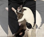 Small #9 American Pit Bull Terrier Mix