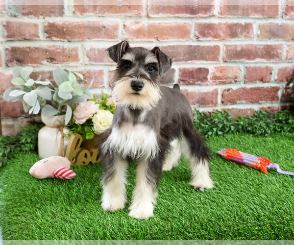 Medium Photo #11 Schnauzer (Miniature) Puppy For Sale in SYRACUSE, IN, USA