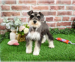 Small #10 Schnauzer (Miniature)