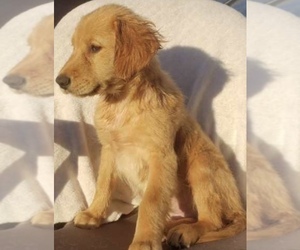 Golden Retriever Puppy for sale in SANTA ANA, CA, USA
