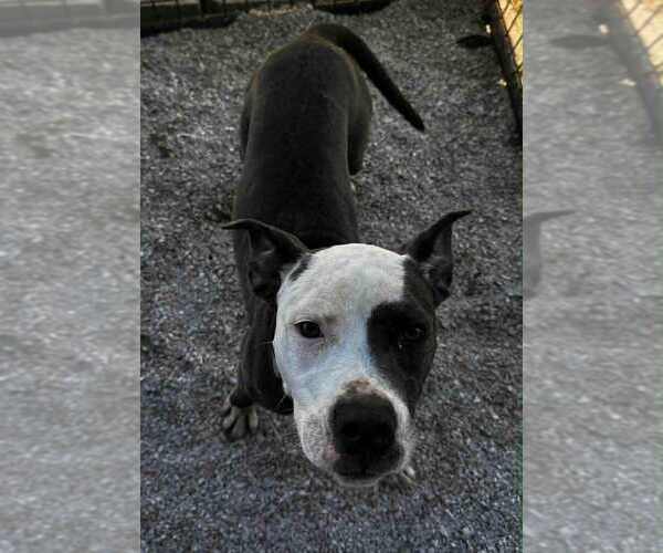 Medium Photo #2 Mutt Puppy For Sale in Evansville, IN, USA