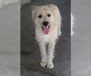 Mutt Dogs for adoption in El Centro, CA, USA