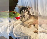 Small #3 Huskies  Mix