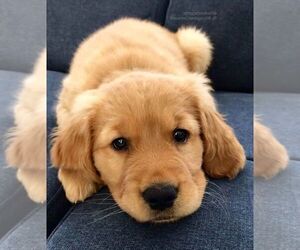 Golden Retriever Puppy for sale in COVENTRY, RI, USA