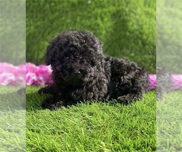 Medium Photo #5 Poodle (Toy) Puppy For Sale in PINECREST, FL, USA