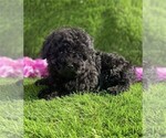 Small #4 Poodle (Toy)