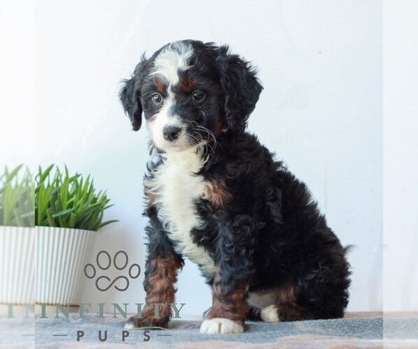 Medium Photo #3 Bernedoodle (Miniature) Puppy For Sale in LITITZ, PA, USA