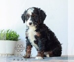 Small #2 Bernedoodle (Miniature)