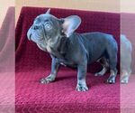 Puppy 2 French Bulldog