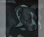 Small American Pit Bull Terrier