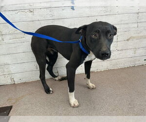 Mutt Dogs for adoption in San Bernardino, CA, USA