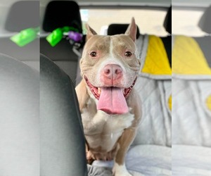 Mutt Dogs for adoption in Rockville, MD, USA