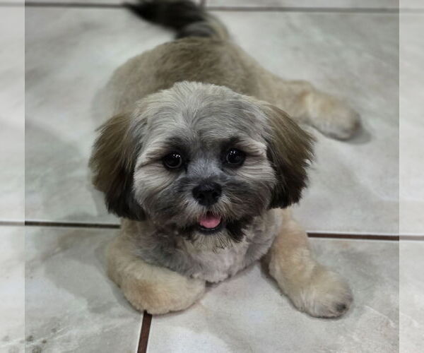 Medium Photo #1 Lhasa Apso Puppy For Sale in Tampa, FL, USA
