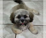 Small Lhasa Apso