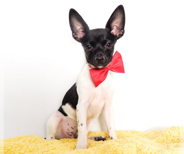 Medium Photo #2 Chihuahua-Unknown Mix Puppy For Sale in Phoenix, AZ, USA