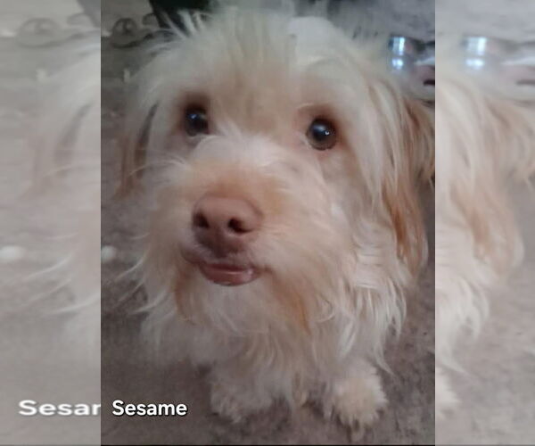 Medium Photo #1 Mutt Puppy For Sale in Ellijay, GA, USA