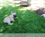 Small Photo #18 French Bulldog Puppy For Sale in LOUISVILLE, CO, USA