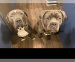 Small #2 American Staffordshire Terrier Mix