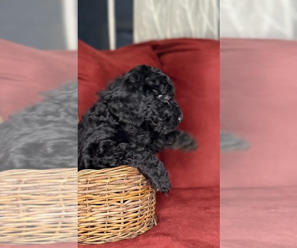 Medium Photo #2 Labradoodle mix (+ Poodle Standard) Puppy For Sale in MOKELUMNE HILL, CA, USA
